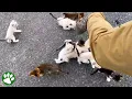 Man is ambushed by 13 homeless kittens