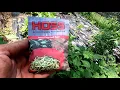 What are the best green beans to grow Southern Latitudes