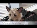 Pet Friendly Hotels Columbia South Carolina