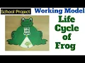 Working Model of frog life life cycle school project for Creation