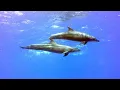 Download Lagu Egypte Maidiving 2017