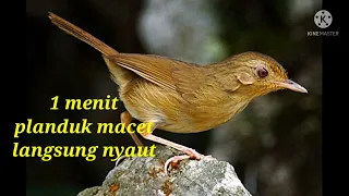 Download mp3 burung pelanduk semang jitu anti zonk MP3