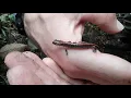 Squak Mountain Wildlife Adventure