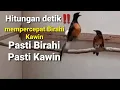 Download Lagu SATU JAM - Murai Tak Kunjung Kawin⁉️ Langsung Birahi \u0026 Kawin Hitungan Detik - 100% Pancingan Manjur