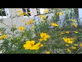 Download Lagu Bunga Tahi Ayam jenis Yellow Cosmos