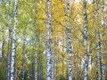 Download Lagu Sibelius - Karelia Suite