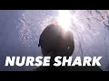 Adaptive Amputee Free Diving with Nurse Sharks and Potential Mermaid Sighting Miami Beach FL 25