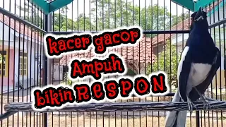 Download kacer gacor ampuh buat pancingan kacer trotol dijamin langsung nyaut MP3