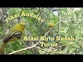 Download Lagu Suara Pikat Burung Sirtu Andalan Dijamin Ampuh