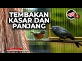 Download Lagu Srigunting Abu Abu Mewah Sambung Tepus Kepala Abu Gacor Panjang - Masteran Kasar Terbaru 2025