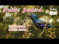Download Lagu Master Burcil Full Isian | Konin, Sogon, Korlap, full isian Juara | Sunbird