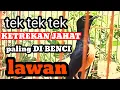 Download Lagu KETREKAN EMOSI MURAI BATU || pancingan murai batu cepat bongkar isian
