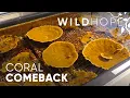 Coral Reefs That Can Finally Beat the Heat WILD HOPE