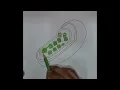 Coloring a Chloroplast A Creative Exploration of Plant Cells