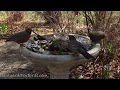 Birdbath Flooded With American Robins