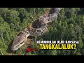 Download Lagu Kemunculan Ular Raksasa Tangkalaluk, Penunggu Hutan Kalimantan Jadi Pertanda Apa?
