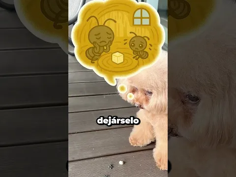 Este PERRITO Compartió Su COMIDA Con Unas Hormigas Y Luego Empezó A BAILAR 🥹🐶