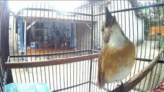 Download Ocehan SRDC Ori Bali Bikin Gendang Telinga Pecah || Suara Pancingan Burung SRDC MP3