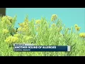 Why allergies are hitting Central Oregon harder right now