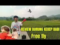 Download Lagu REVIEW BURUNG KEKEP BABI FREE FLY ‼️