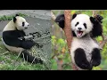 Download Lagu 😂 FUNNY PANDA VIDEOS [TRY NOT TO LAUGH] BEST PANDA VIDEOS COMPILATION 🐼 FUNNY ANIMAL CLIPS
