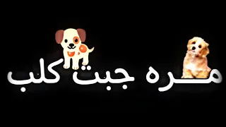 مره جبت كلب سميته شيكي دودو شاشة سوداء تريد تيك توك 2023 