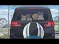 There s A Dog In The Window Yuru camp