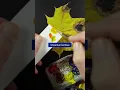 Yellow Maple Leaf Color Matching