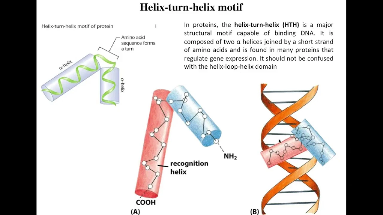 Lecture 4 Helix turn Helix motifs