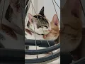 Download Lagu kucing kena ciuman maut#viral #trending # Youtubeshorts #cat