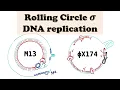 Rolling Circle DNA Replication and Amplification - Plasmids and Bacteriophages M13 PhiX174