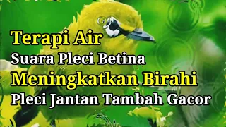 Download Terapi Air Pleci Betina Meningkatkan Birahi Jantan, Pleci Macet Bunyi Biar Gacor MP3