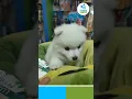 Download Lagu Cute Pure breed Japanese Spitz puppy in kathmandu 🙏🐶🌻🇳🇵