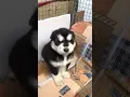 Download Lagu Suara Anak Anjing Lucu(Cute Puppy Sound) #shorts #suaraanakanjinglucu  #cutepuppysound