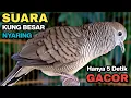 Lagu Perkutut Lokal Gacor Suara Kung Besar Pancingan Burung Perkutut Agar Bunyi.
