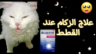 علاج الزكام عند القطط في المنزل الأسباب والأعراض 