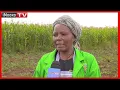Download Lagu Aikari a Molo na Kuresoi arĩa me mĩgũnda mĩruru gũcakaya nĩ barabara gũthũka