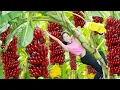 Download Lagu Harvesting Lot Of Red Banana Go To Market Sell,Cook Traditional Banana Snail|Harvesting Farm Produce