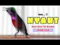 Download Lagu Konin GACOR❗Pancingan KONIN Ijoan Agar BUNYI - Kolibri NINJA Gacor