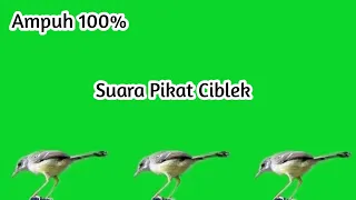 Download Suara Pikat Ciblek || Sangat Ampuh 100% MP3