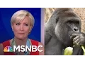 Morning Joe Weighs In On Harambe You Should Not Be Able To Get To A Gorilla Morning Joe MSNBC
