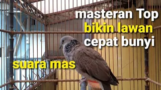 Download suara mas - masteran Top tekukur kuk derkuku gacor bikin lawan cepat bunyi MP3