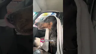 #fyp #dream #doberman #pets #youtube
