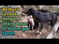 Download Lagu Berburu landak dengan anjing besar dalam goa tanah