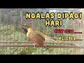 Download Lagu SOGON GACOR NGALAS NGLEPER DIPAGI HARI‼️ampuh untuk PANCING SOGON LAIN IKUT BUNYI