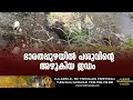 Download Lagu ആശങ്ക സൃഷ്ടിച്ച് ഭാരതപ്പുഴയിൽ പശുവിന്റെ അഴുകിയ ജഡം കണ്ടെത്തി