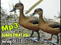 Download Lagu SUARA BURUNG BELIBIS BETINA AMPUH UNTUK PIKAT || MP3 MASTER PIKAT BURUNG BELIBIS