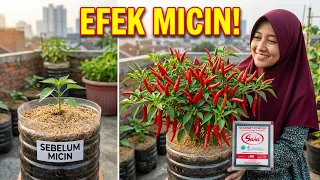 MANFAAT MICIN UNTUK TANAMAN CABE HASILNYA BIKIN MELONGO