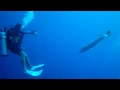Download Lagu Giant Barracuda Charging group of divers