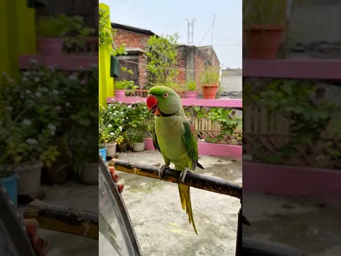 🦜तोता सेल लेने गया ❤️ #parrot #video #trending #dosti #viral #viralvideo #shortvideo #parrot